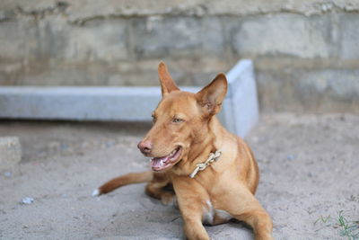 Dog looking away while sitting on footpath