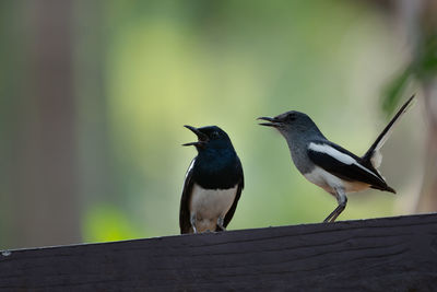 Birds singing while perching on wall