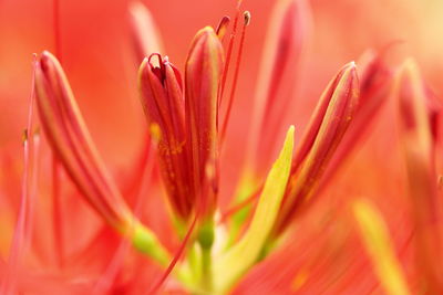 Close-up of red  flower