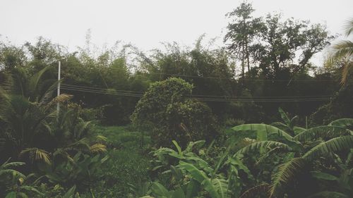 Plants growing on tree