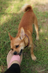 Portrait of a dog on field