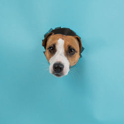 Close-up of dog against blue background