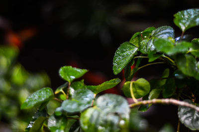 Close-up of insect on plant