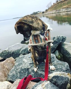 Rear view of dog standing on rock by lake