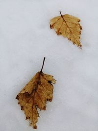 High angle view of dry maple leaf on snow
