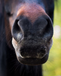 Close-up of horse snout