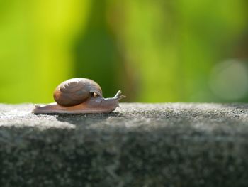 Close-up of snail