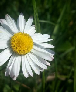 Close-up of daisy flowers