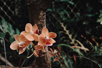 High angle view of flowering plant