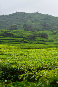 Scenic view of agricultural field