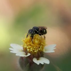 Close-up of insect on yellow flower