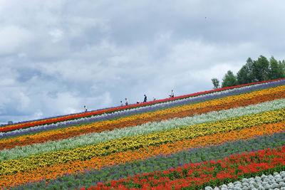 Men on flowering field against cloudy sky