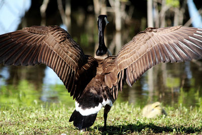 Canadian goose spreading his wings - view from the back