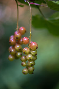 Red currant shrub with unripe green berries. organic vegetables garden concept. 
