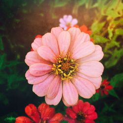 Close-up of pink flower