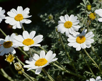 Detail shot of white flowers