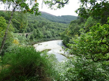 Scenic view of river amidst trees in forest