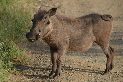 Rhinoceros standing on field