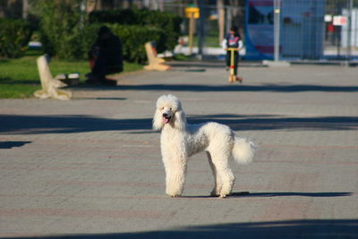Full length of poodle dog on footpath