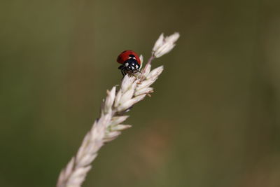 Close-up of ladybug on flower