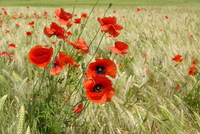 Close-up of red poppy flower in field