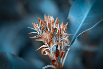 Close-up of dried plant