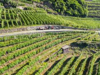 High angle view of agricultural field