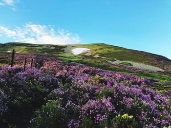 Purple flowering plants on field against sky