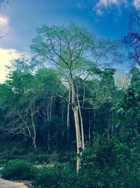 View of trees in forest