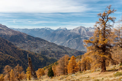 Panorama of orange autumn larch tree over swiss valley. balavaux and nendaz region.