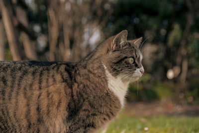 Close-up of cat