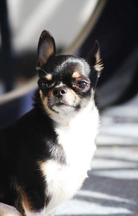 Close-up portrait of black and tan chihuahua 