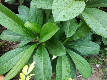 Close-up of raindrops on leaves