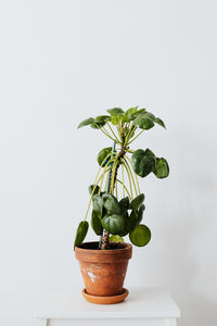 Close-up of potted plant on table against white background