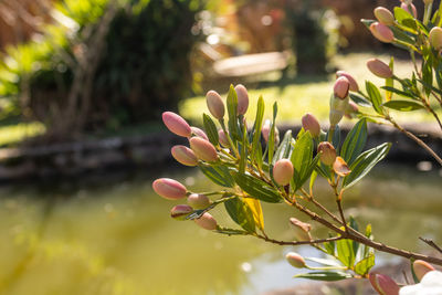 Close-up of flowering plant