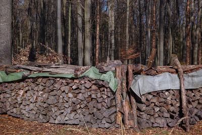 Stack of logs in forest