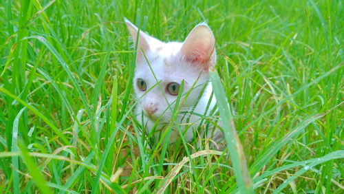 Portrait of a cat on grass