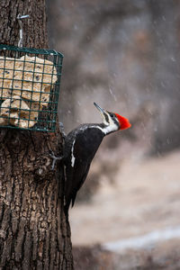 Close-up of bird perching on feeder