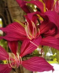 Close-up of pink lilies