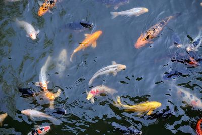 High angle view of koi carps swimming in lake