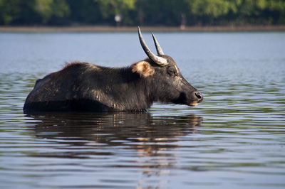 Horse in a lake