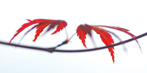 Close-up of red autumn leaves on twig over white background