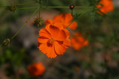 Close-up of orange cosmos flower