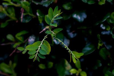 Close-up of green leaves