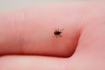 Close-up of insect on hand