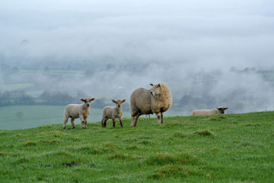 Sheep in a field on a hill above misty countryside