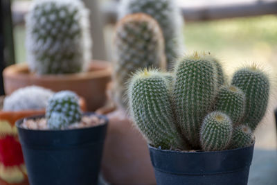 A beautifully arranged cactus garden that can be used as an advertising background.