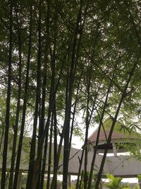 Low angle view of bamboo trees in forest