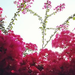 Low angle view of pink flowers