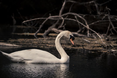 Swan swimming in lake